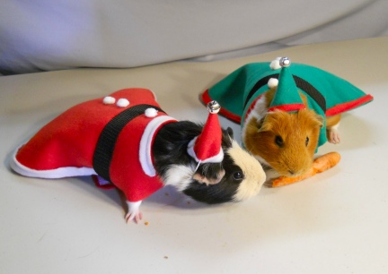 Reindeer Carrots for Guinea Pigs