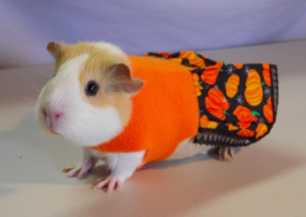 Damsel Pumpkin Dress 2